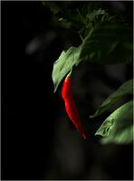 Red Hot Chilli; Коментари:3