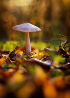 Ноемврийски етюд; Коментари:5