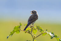 без име ( ID=2568114 ); Коментари:6