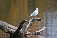 Белият наблюдател; Коментари:4