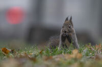 без име ( ID=2568145 ); Коментари:4