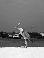 без име ( ID=2568161 ); Коментари:1