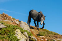 Пегас; Коментари:7