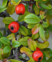 Три червени плодчета; comments:4