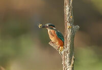 no name ( ID=2568176 ); comments:3