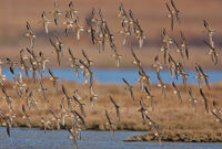 Calidris alpina(зимно оперение); comments:5