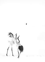 без име ( ID=2568206 ); Коментари:15