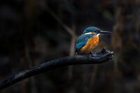 Земеродно рибарче; Коментари:15