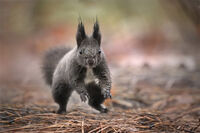 без име ( ID=2568219 ); Коментари:7