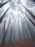 без име ( ID=2568225 ); Коментари:6