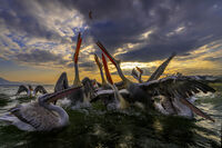 Закуска; Коментари:24