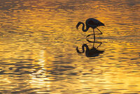 фламинго #7; comments:7