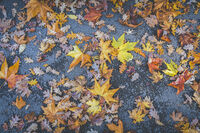 Есенен килим - vol.2; Коментари:2