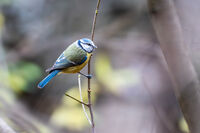 Син синигер; Коментари:3