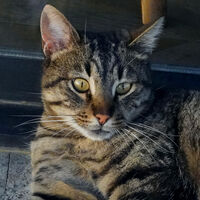 Портрет на една непозната; comments:3