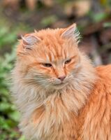 Есенно коте; Коментари:1