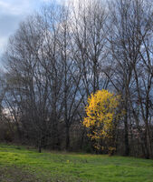 без име ( ID=2568361 ); Коментари:1