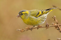 Carduelis spinus(зимно оперение); comments:4