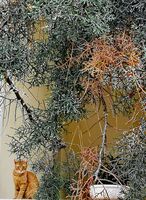 без име ( ID=2568424 ); Коментари:2