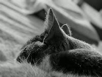 без име ( ID=2568425 ); Коментари:1