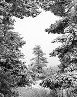 Витоша; Коментари:7