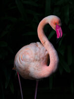 без име ( ID=2568442 ); Коментари:1