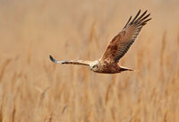 Circus aeruginosus(женски); Коментари:5
