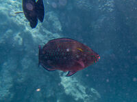 parrotfish риба папагал; Коментари:1