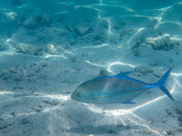 bluefin trevally; Коментари:3
