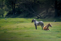 диви конове; Коментари:6