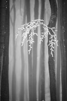 Зимна приказка; Коментари:16