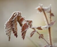 без име ( ID=2568568 ); Коментари:5