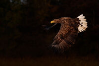 Морски орел..; Коментари:8