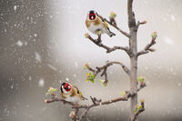 Щиглеци; comments:7