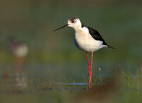 Кокилобегач; comments:7