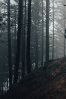 Горска мистика; No comments