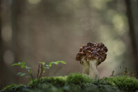 Дипленка (Gyromitra esculenta); Коментари:3