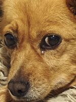 Николета; Няма коментари