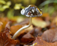 no name ( ID=2568709 ); No comments