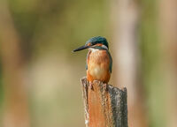 Рибарче; comments:5