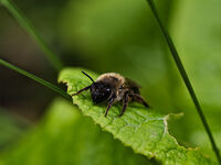 Пухкавел; Коментари:2