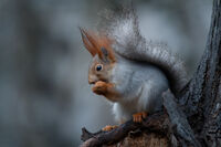 Ушните кичури са мокри от мъглата; Коментари:9