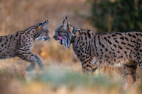 Майка Рис и бебе; Няма коментари