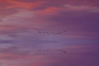 Разговор с небето; comments:1