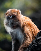 Мънки бизнес хир; No comments