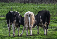 домашни любимци; comments:2