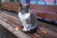 котка между два есенни листа; comments:2