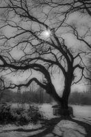 Пленено слънце; comments:8