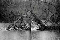 Дракон; Коментари:1