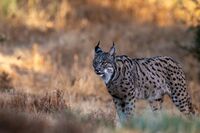 Iberian Lynx; Коментари:1